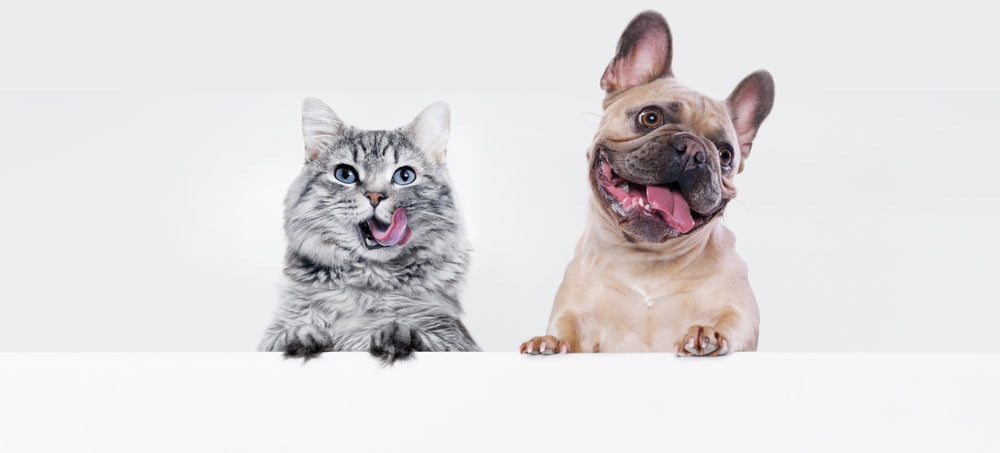 Pets Essentials